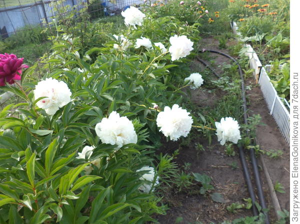 пионы цвели впервые после пересадки