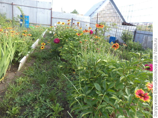 пионы, гайлярдия, ирисы