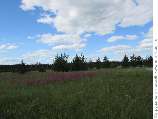 поле с луговыми травами и молодыми деревьями