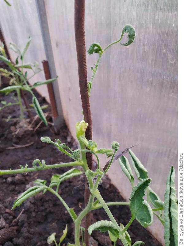 Растение томата, пораженного болезнью