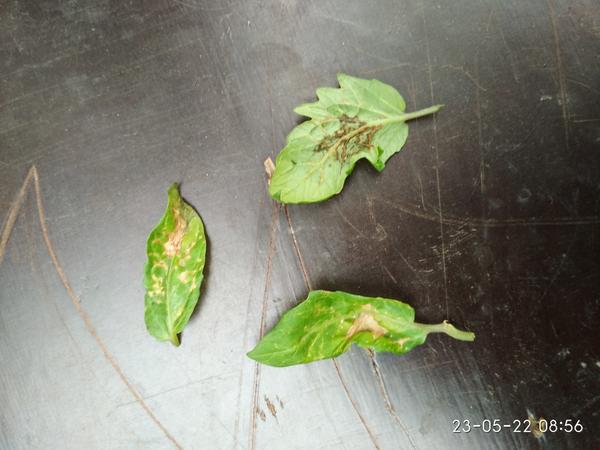 Пятна  в описании