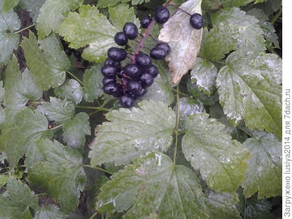 Что за растение?