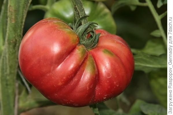 Выращивание томатов в теплице - личный опыт получения отличного урожаятоматов