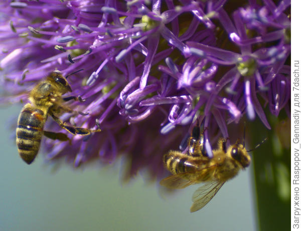 пчелки.