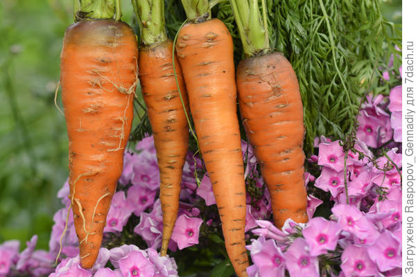 сорта моркови
