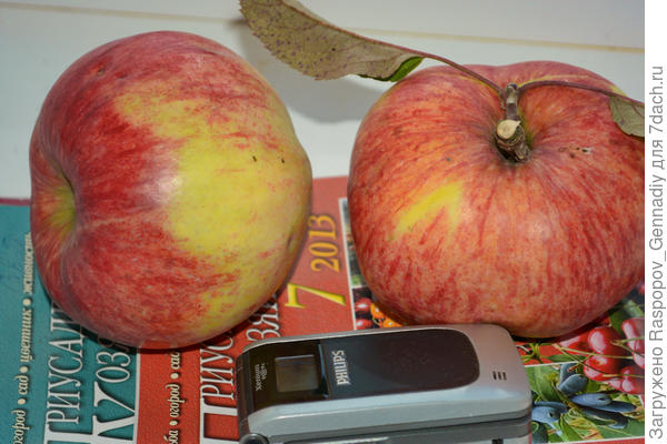 Яблоки Поздние Сорта Описание И Фото