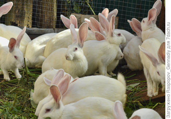 Кролики делают компост