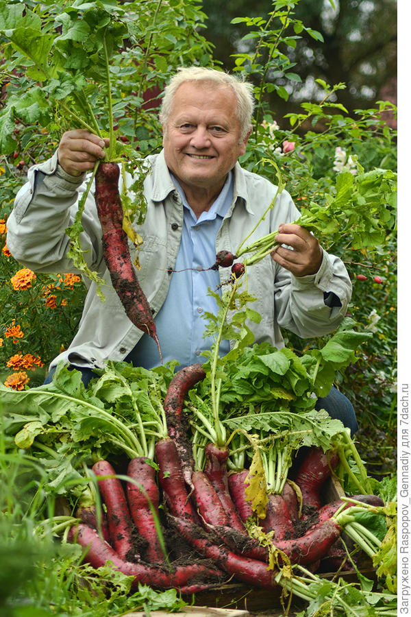 Меня урожаи радуют всегда