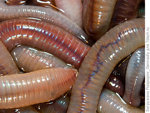 Чем кормить червей земляных? | Советы для рыбаков