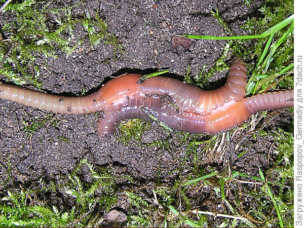 Как размножаются червяки дождевые: краткий гид