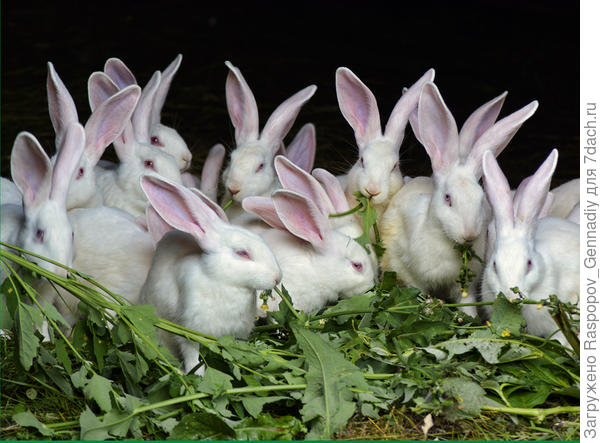 кролики любят сорняки