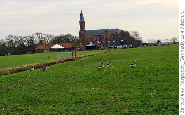 Дикие перелетные гуси в 100 метрах от дома