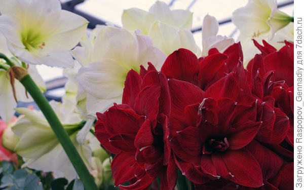 амариллисы с мой рост