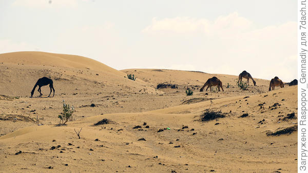 Много местных голодных верблюдов