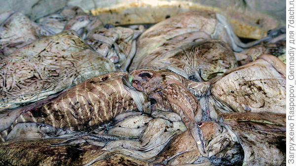 Кальмары не мороженные