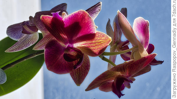 Дарю вам орхидеи которые цветут сейчас на окне.