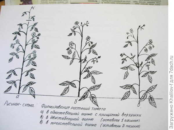 Как вести томаты в два стебля рисунок