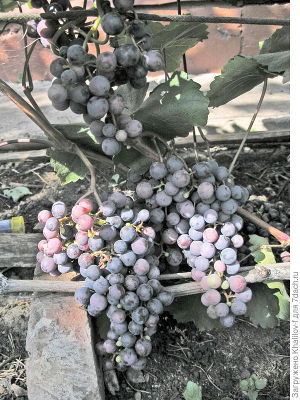 Созревает виноград