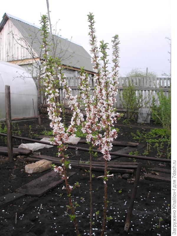 Цветет войлочная вишня