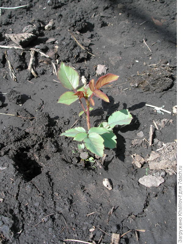 Молодая роза выращенная зеленым черенкованием