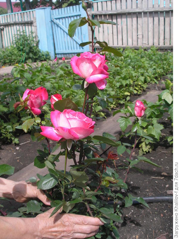 26 летняя роза-мама