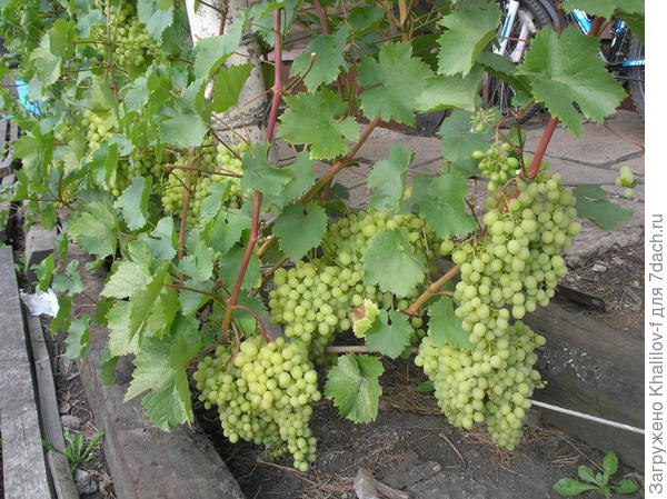 Вот у нас Алешенькин сегодня такой