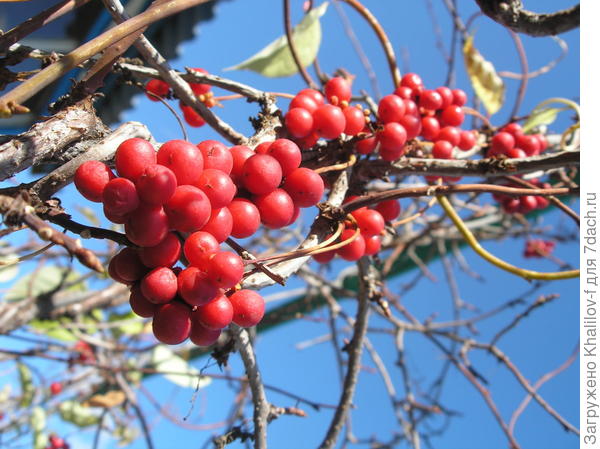 Лимонник китайский