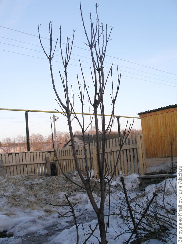 Ветвление колонновидной яблони, после вымерзания зимой