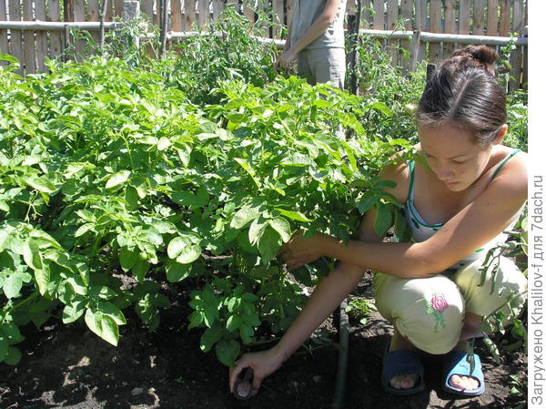 Опыт с удобрением картофеля