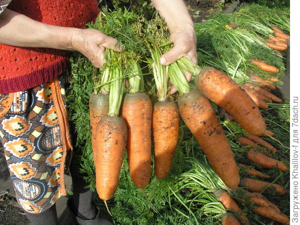 Почему морковь выросла короткая и толстая?