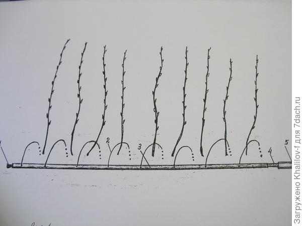 Схема полива ряда малины