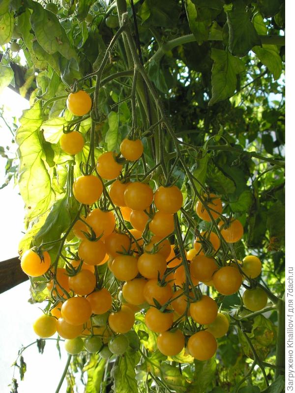 Томаты черри Вишня желтая