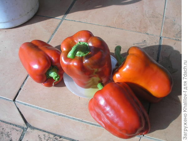 Перец Мастодонт