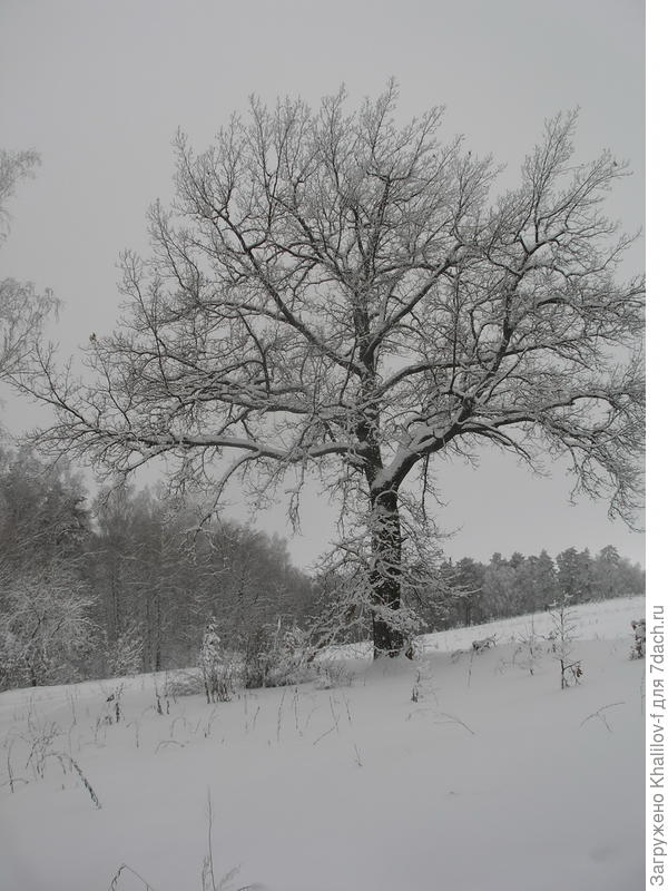 Дуб около которого мы отдыхаем