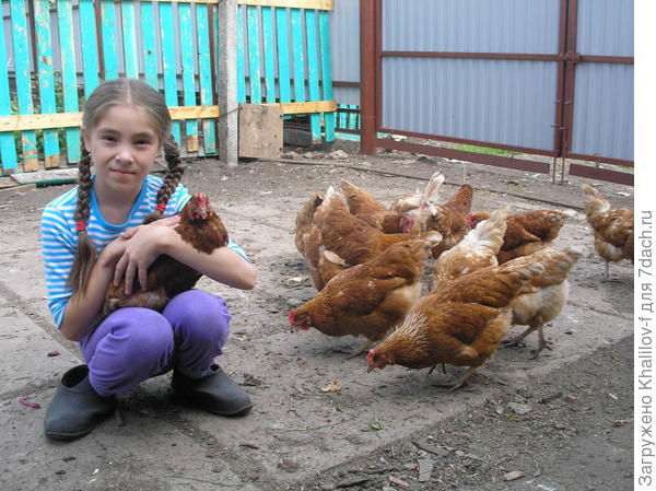 Вот они красные Хайсексы