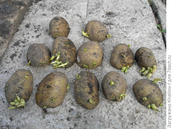 Яровизация семенного картофеля