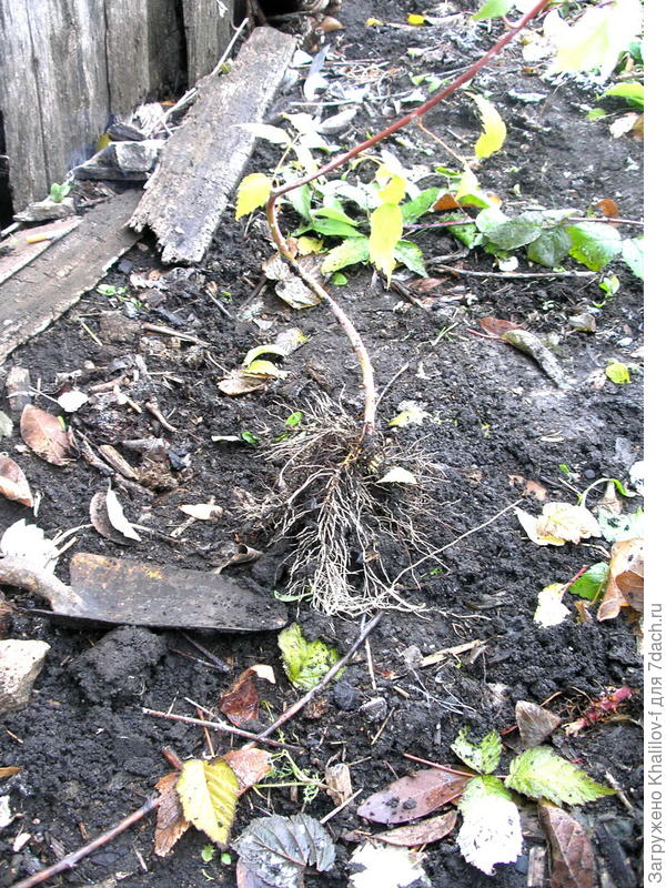 Саженец Кумберленда.