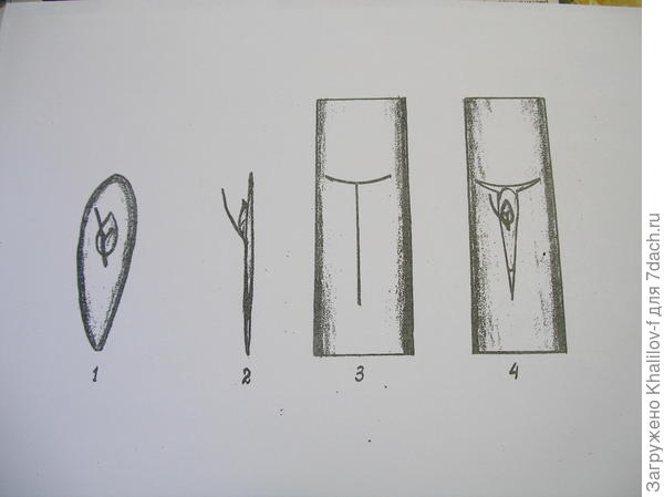 Окулировка