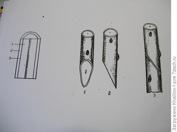 Прививка &quot;врасщеп&quot;
