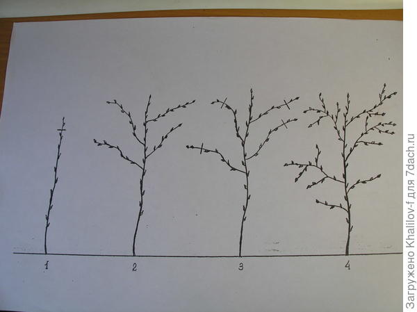 Двух разовая  обрезка малины
