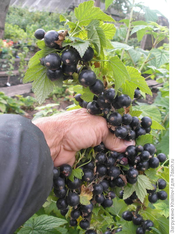 Черная смородина