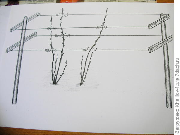 Шпалеры для малинника