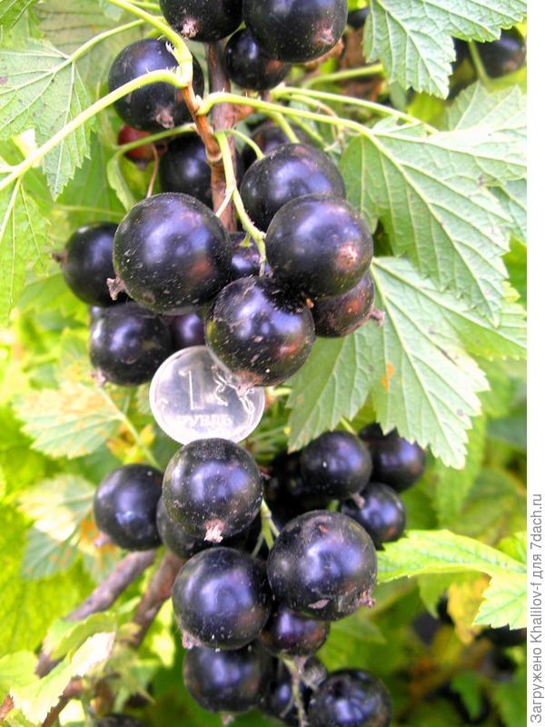 Черная смородина