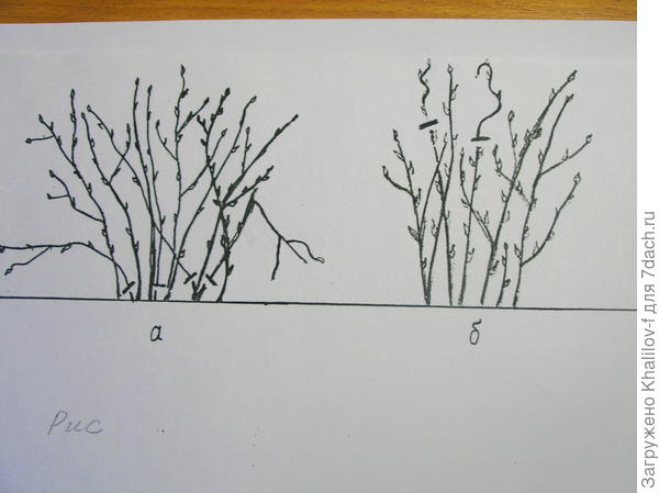 обрезка куста смородины