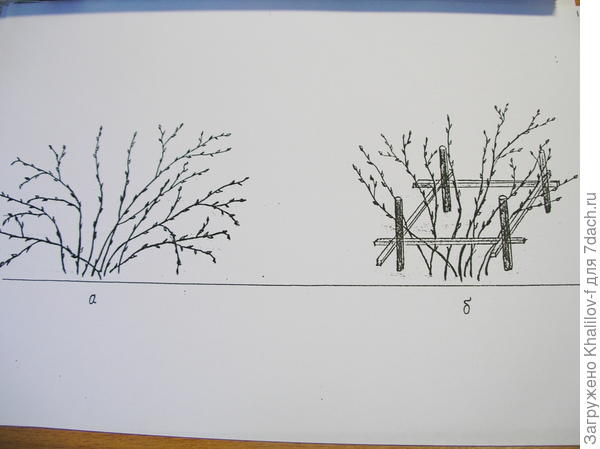 Обрамление куста смородины