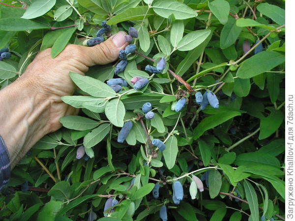 Жимолость Длинноплодная