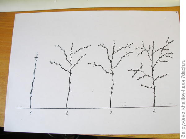 Двойная обрезка малины