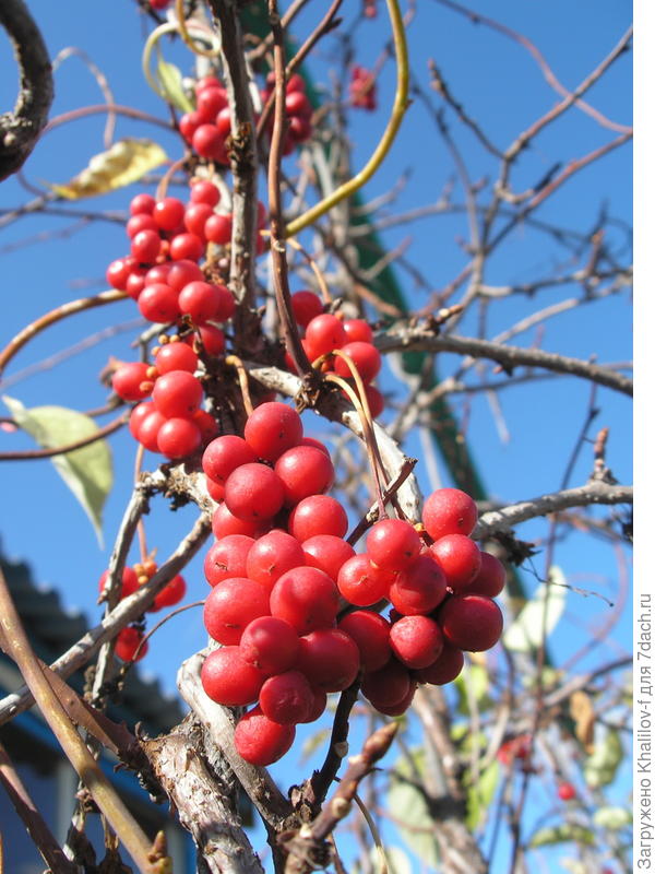 Лимонник китайский