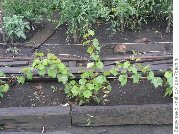 Посадка винограда