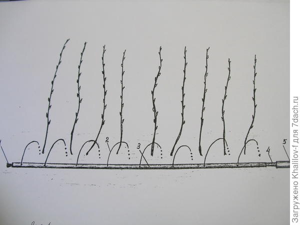 Полив для малины своими руками из пвх труб схема